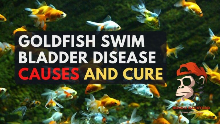 How to Cure Goldfish Swim Bladder Disease – 4 Things to know