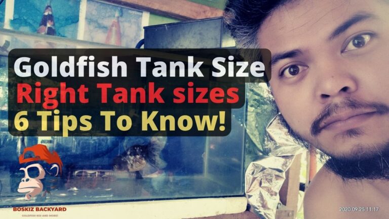 Goldfish Tank Size Guide: The right tank sizes for Quality goldfish