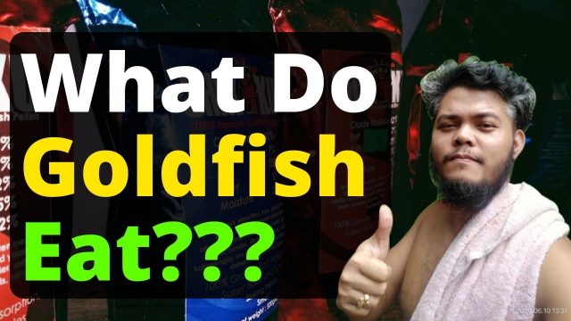 What Do Goldfish Eat