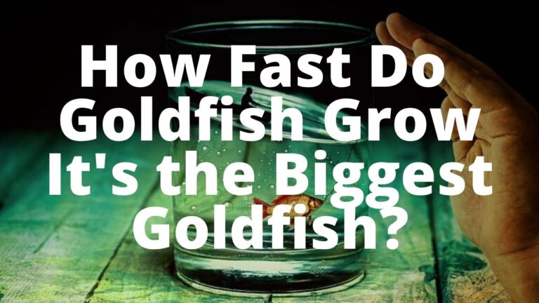 How Fast Do Goldfish Grow – It’s the Biggest Goldfish?