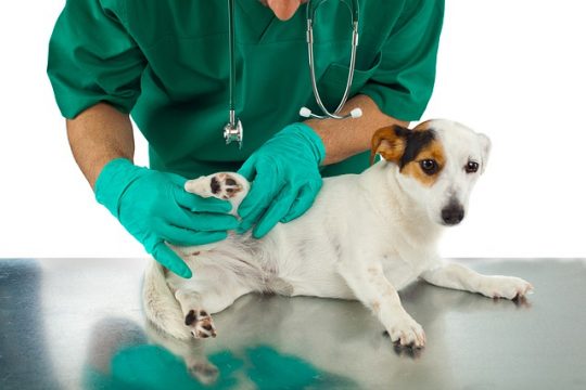 Is Pet Dental Health Really Important?