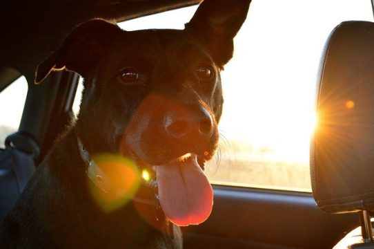 Pet Travel Guide: Tips For Traveling With Your Pet