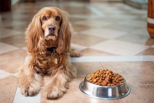 All-Natural Dog Food For A Balanced Diet
