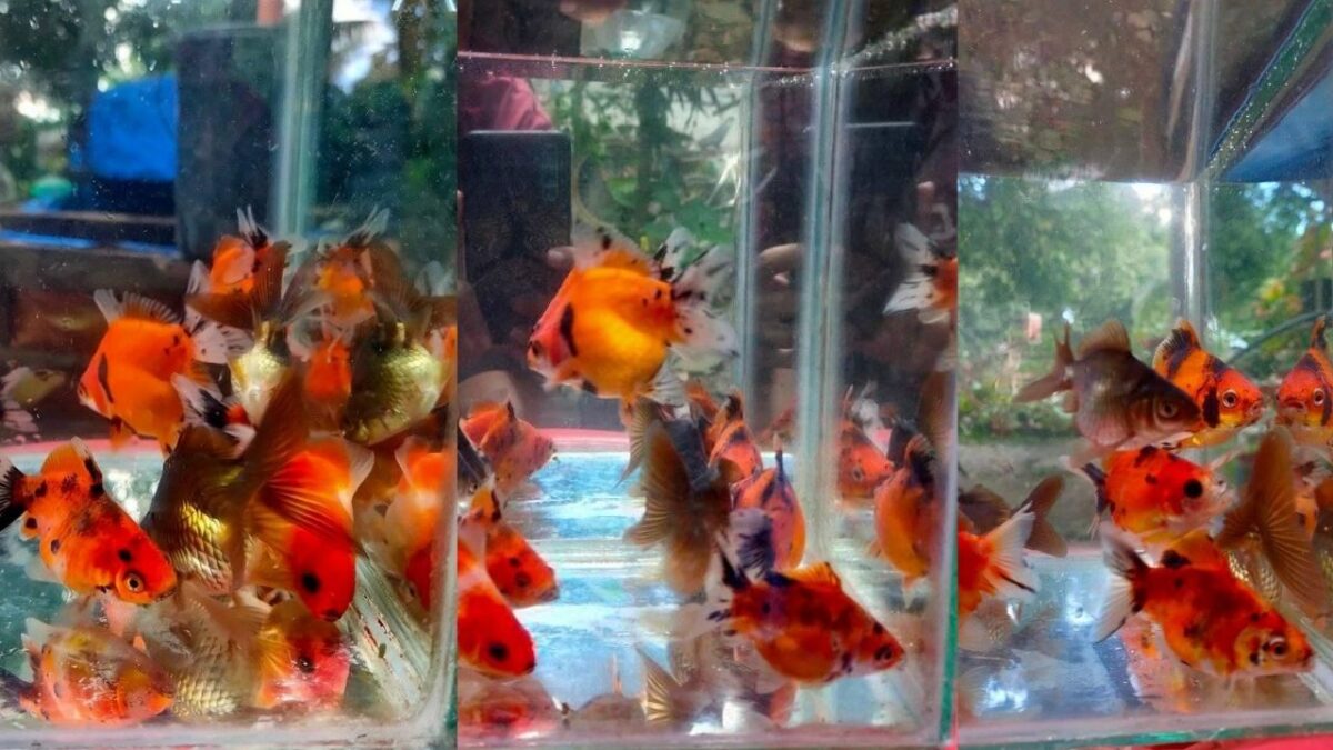 How Fast Do Goldfish Grow - It's the Biggest Goldfish? - BOSKIZ BACKYARD