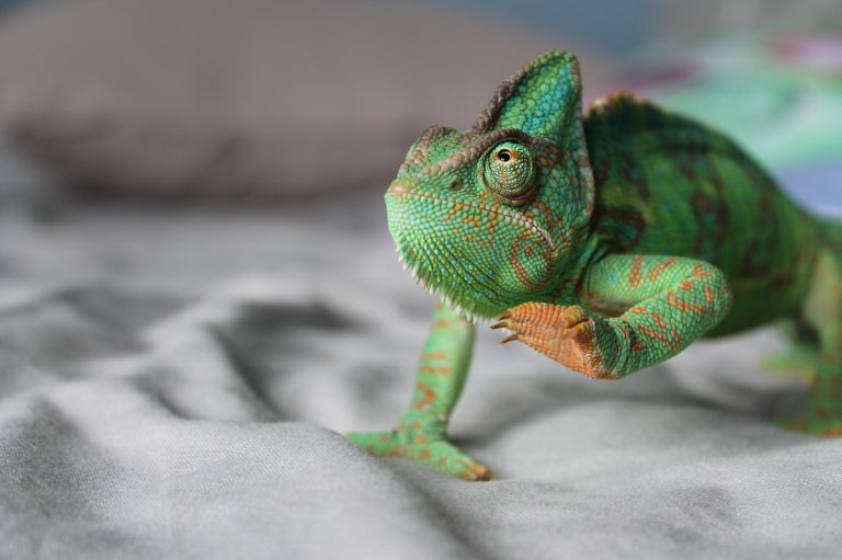 How Much Does a Chameleon Cost? (Updated in 2021)