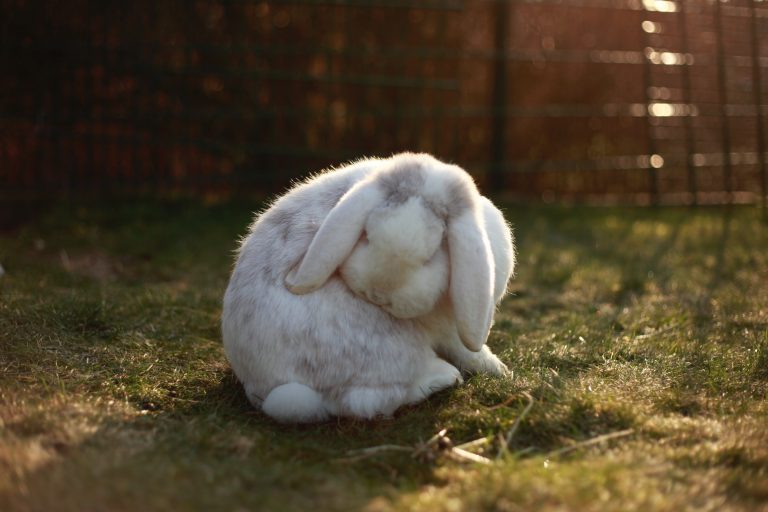 9 Lovable Lop Eared Rabbit Breeds