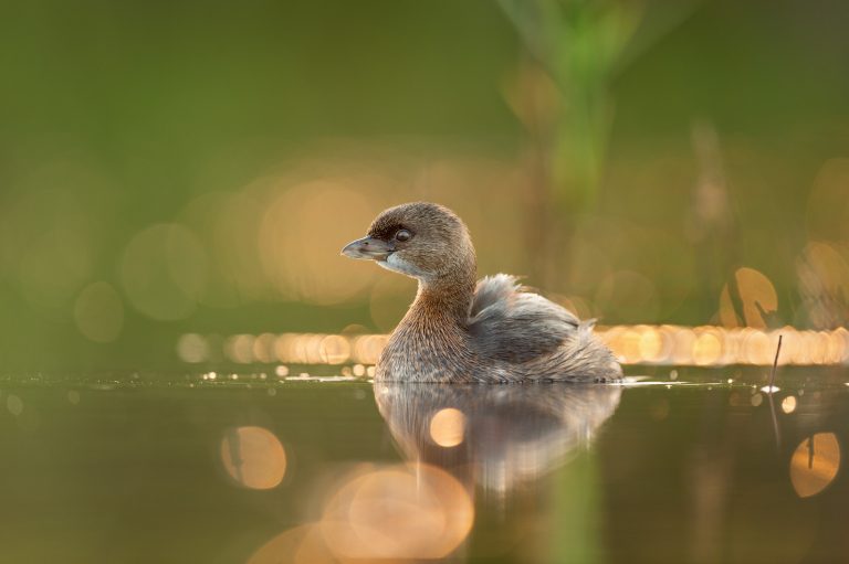 100+ Duck Names: Ideas for Quirky and Adorable Ducks