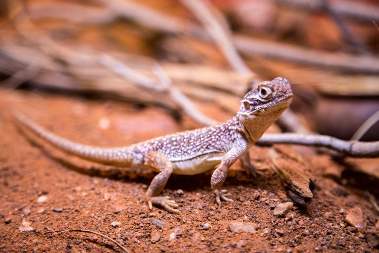5 Best Pet Monitor Lizard Species