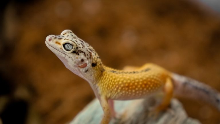 7 Best Leopard Gecko Breeders in 2021
