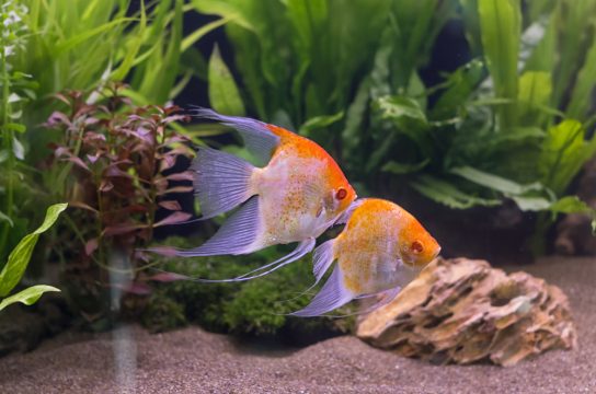 angelfish swimming aquarium tank