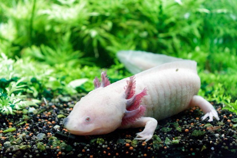 How to Set up an Axolotl Tank: Step-by-Step Setup and also Care Guide