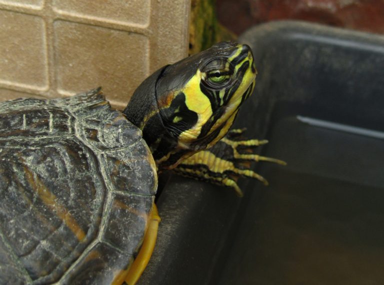 How to Establish the Perfect Turtle Container: The Total Step-By-Step Overview