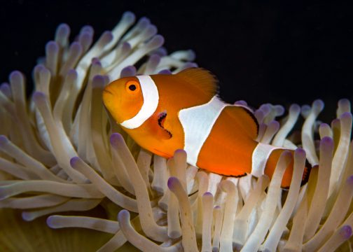 clownfish living anemone underwater world bali