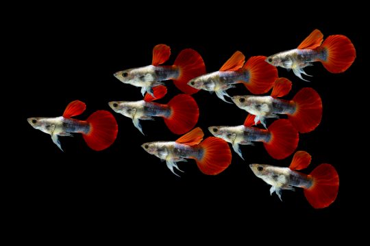 colony guppy fish isolated black background
