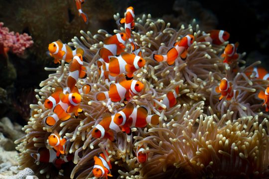 cute anemone fish playing coral reef