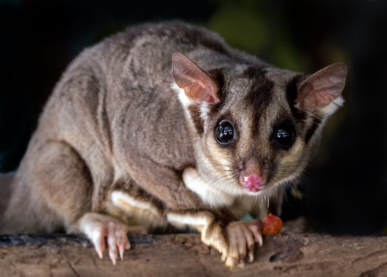 How Much Does a Sugar Glider Cost? (2021 Price Guide)