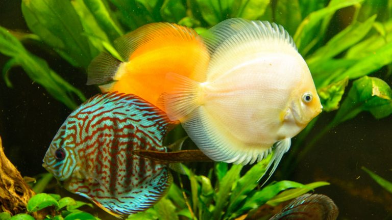 Freshwater Fish That Are Beautiful And Colorful (And How To Care For Them)
