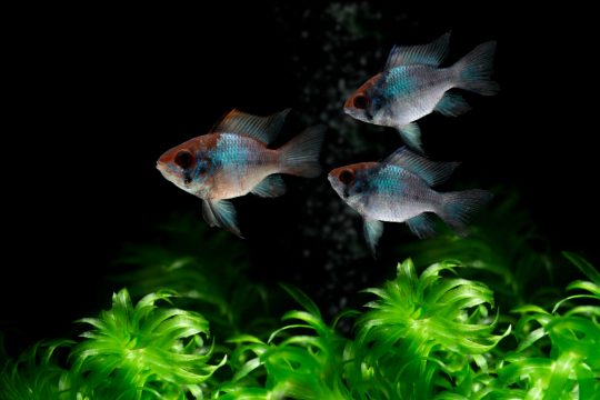 electric blue ramirezi fish swimming dark background
