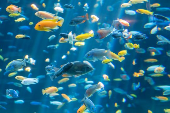 fish landscape aquarium