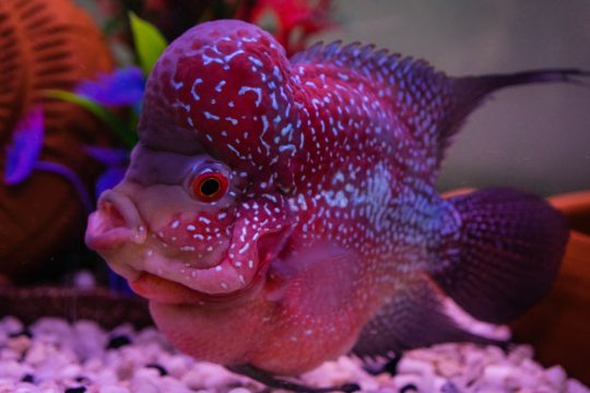 flowerhorn fish aquarium fish flower horn fish flowerhorn cichlid fish isolated white background this has clipping path