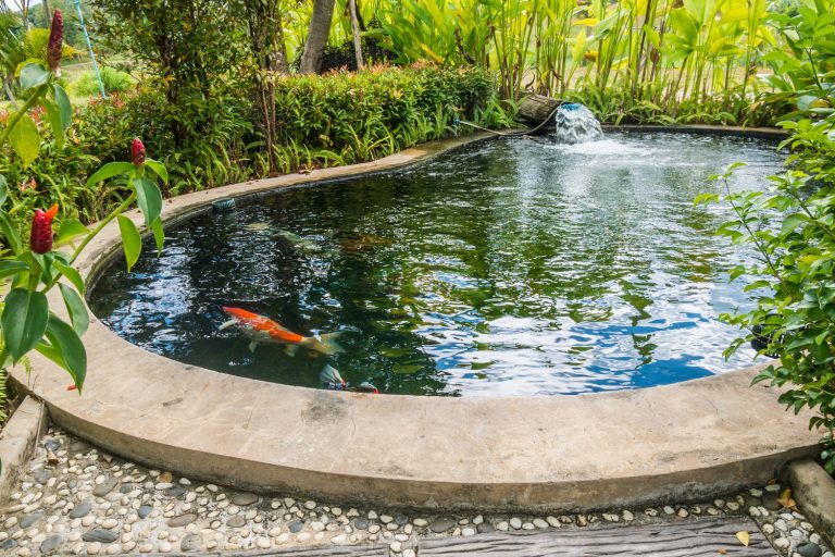 How to Set up a Koi Pond: The Ultimate Guide