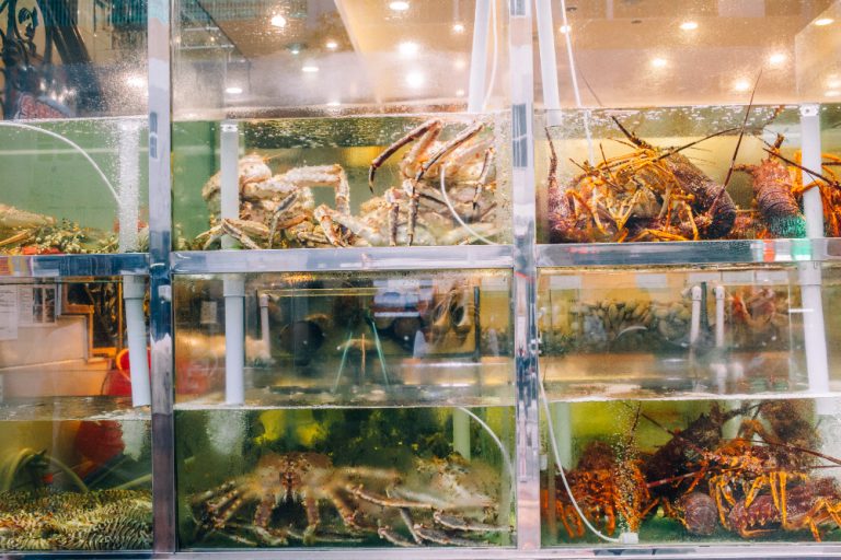 Keeping Freshwater Aquarium Crayfish: The Complete Guide