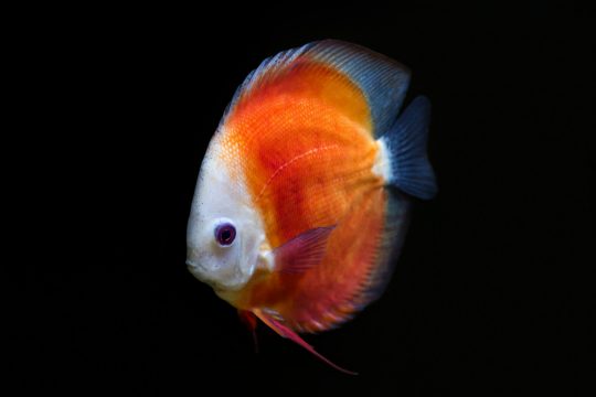 orange discus fish symphysodon aequifasciatus black background