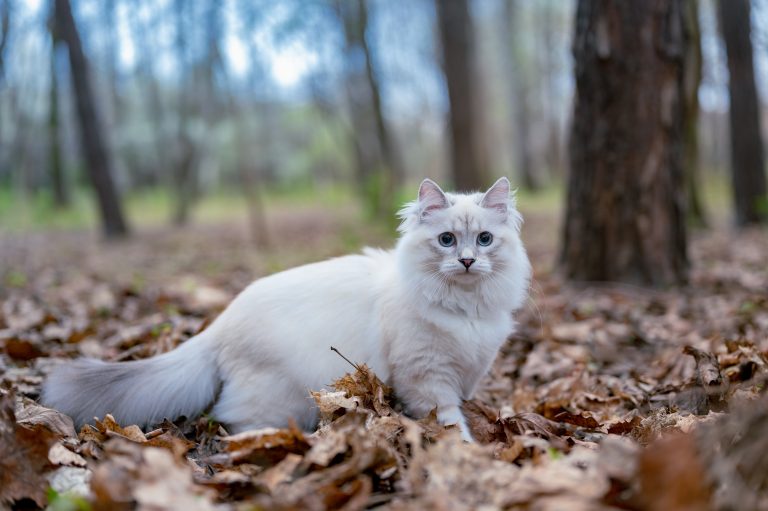 22 White Cat Breeds with Gorgeous Coats