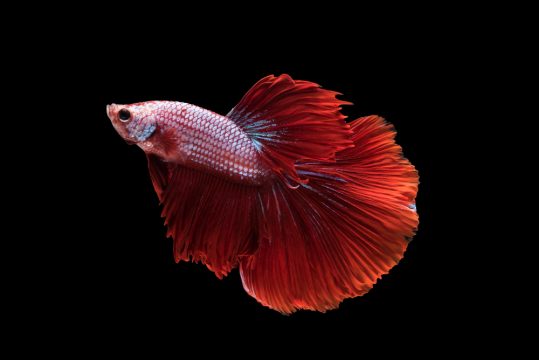 red halfmoon betta splendens siamese fighting fish isolated Suitable Betta Aquarium Mates