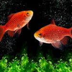 rosy barb pethia conchonius freshwater fish 1