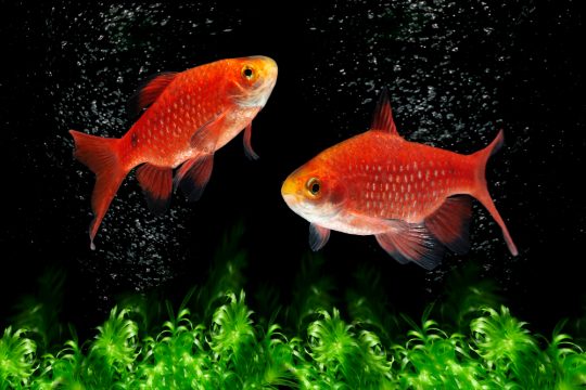 rosy barb pethia conchonius freshwater fish 1