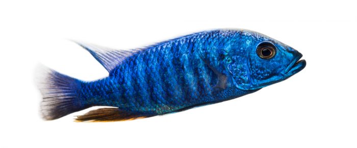 side view electric blue hap sciaenochromis ahli isolated white