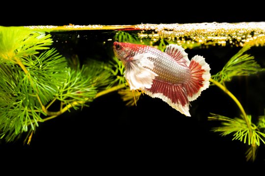 thai fighting fish with green plants natural background