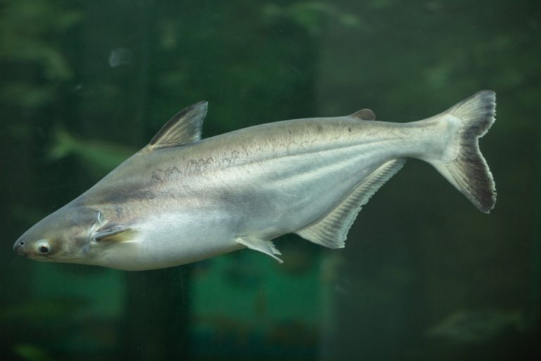 9 Types of Freshwater Aquarium Sharks