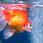 close up beautiful goldfish