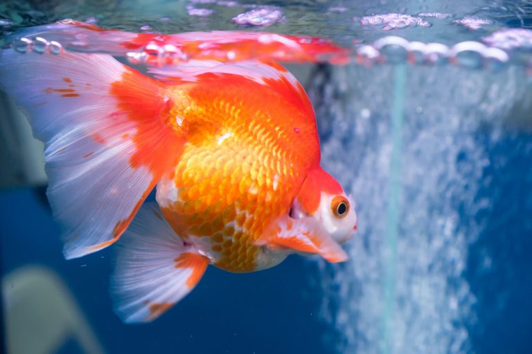 15 Awesome Types of Goldfish: The Complete Goldfish Species Guide