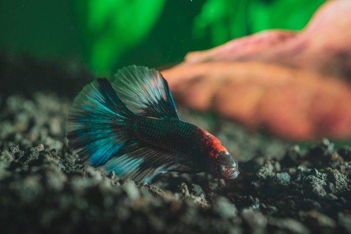 closeup beautiful exotic colorful little fish