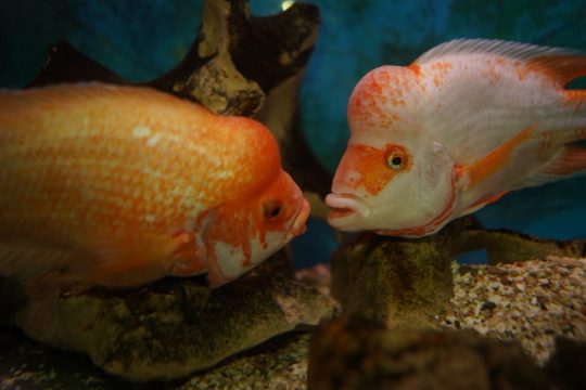 closeup shot cichlid fishes swims aquarium