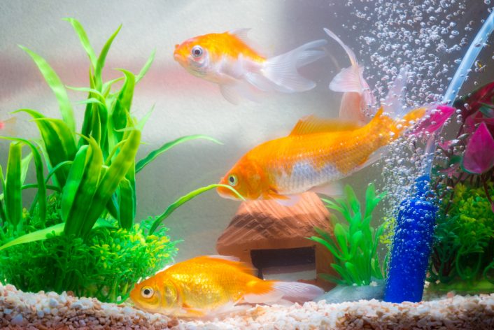 little fish fish tank aquarium
