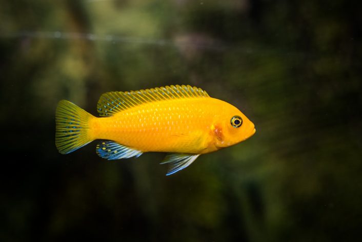 selective shot aquarium yellow cichlidae fish