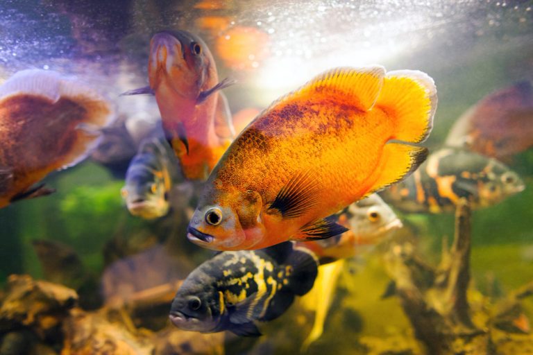 Oscar Fish Care Guide: Feeding, Setup, Tank Mates & More