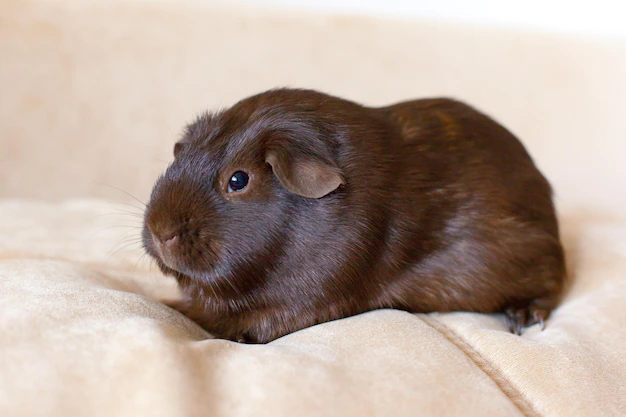 breed smoothhaired guinea pigs light background pet rodent looks into camera male guinea pig looks light blanket fluffy chocolatecolored guinea pig pet care 291639 1594