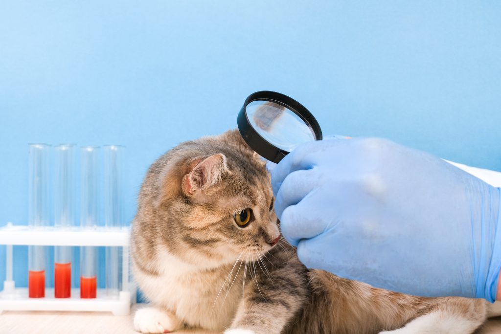 cat vet veterinarian looks skin cat with magnifying glass searching fleas fur animal