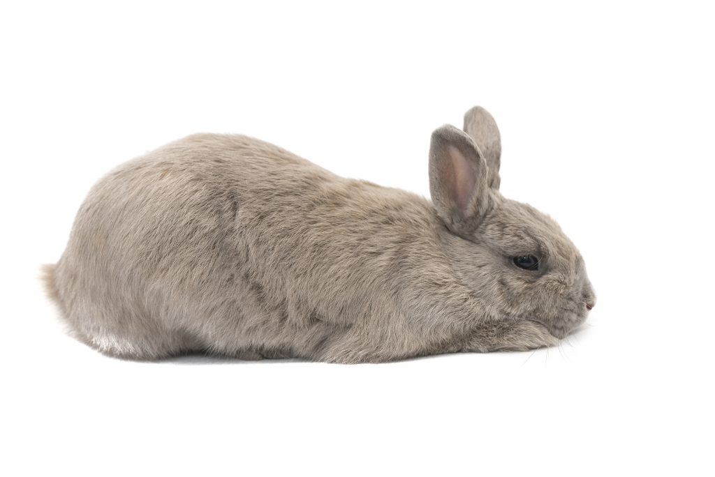 decorative rabbit grey sad lies profile isolated white background