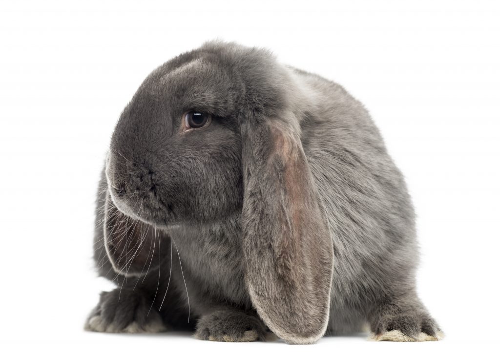 french lop rabbit isolated white
