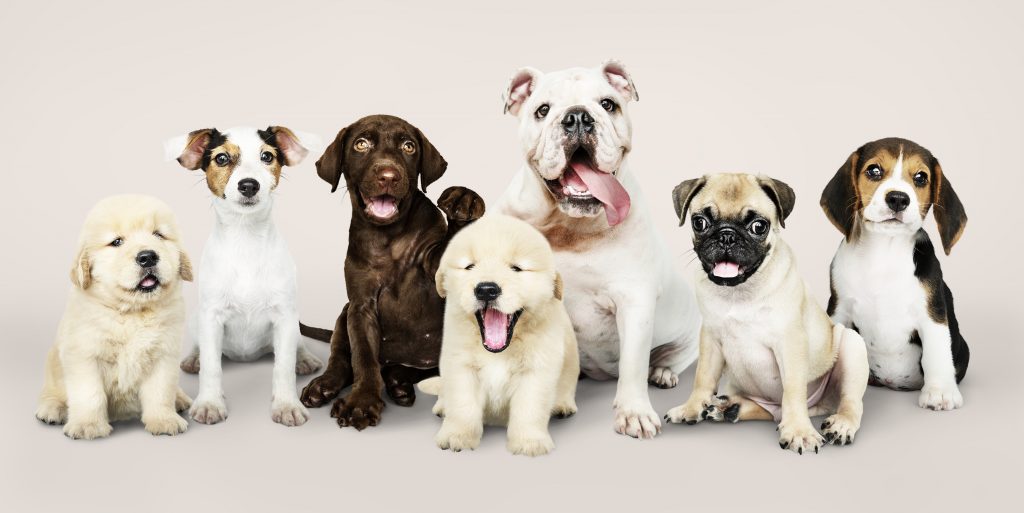 group portrait adorable puppies