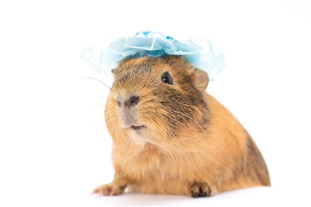 guinea pig with blue hat dressing 369656 1604