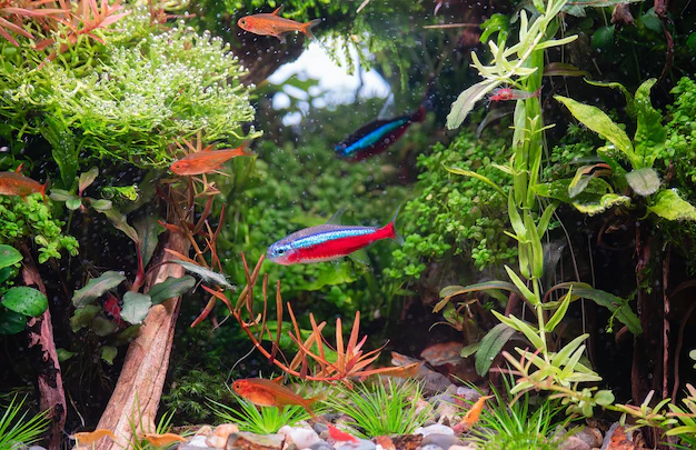 landscape freshwater aquarium tank with natural forest tropical fish fire red dwarf shrimp various plants driftwood rock stonexaxa 615977 142