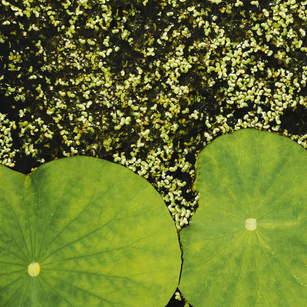 natural lotus leaves duckweed background 1