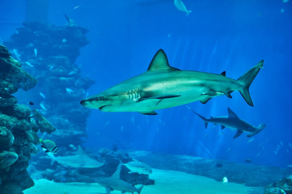 sharks large aquarium red sea swim among other exotic fish